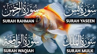 Surah Yasin Soulful Blessings ❤️ Rehman, Mulk ❤️ Sureh Waqiah ❤️ ep 00095 #surahyaseen #qurantilawat