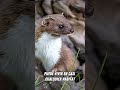 comadreja 😻 fauna curiosidades documental animaleducation naturaleza animals animalessalvajes