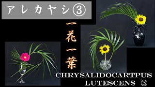 【生け花】一花一葉、手軽に始めるカジュアル生け花！！【Ikebana】