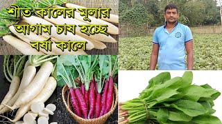 শীত কালের মূলা চাষ হচ্ছে বর্ষা কালে/ মুলা চাষ / Mula cash