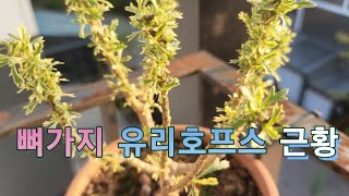 와~신기방기, 뼈만 남았던 식물 줄기가 달라졌어요!!