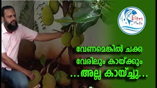 Jack Fruit Tree |  Pink Jack  |  ഒന്നര വ‌‌ർഷത്തിൽ കായ്ക്കുന്ന പ്ലാവ്  | Bites Media