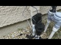 Troubleshooting Sprinkler Solenoid problem