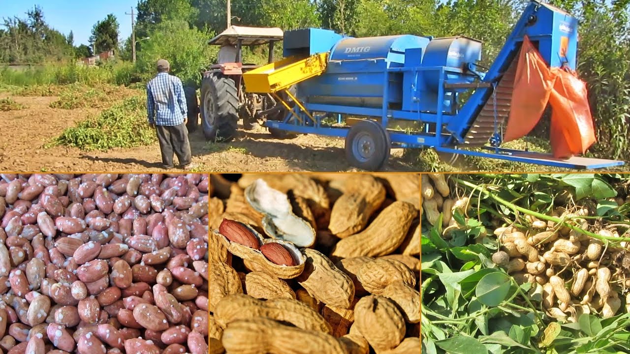 Harvesting Fresh Peanuts From Farm And Processing Peanuts Youtube