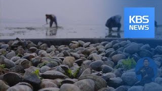 ‘살이 통통’ 태안반도 바지락 채취 시작 / KBS뉴스(News)