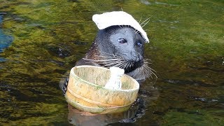 [4K] めちゃくちゃ可愛い！箱根園水族館 バイカルアザラシショー / Baikal Seal Show at Hakone-en Aquarium