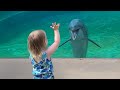 Baby Dolphin Saying Hello to Little Girl 🤣 Funny Animal 2024