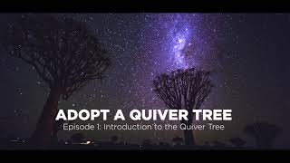 Adopt a Quiver Tree - Introduction to the Quiver Tree