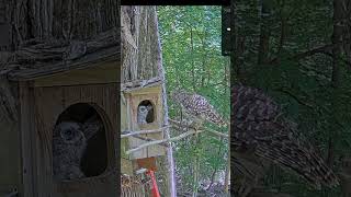 SNAKE DELIVERY | Barred Owl Cam | 5/17/23