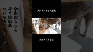 犬同士の上下決定戦‼ついに決着がついた瞬間‼ #shorts