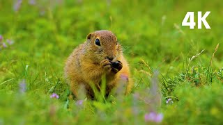 MAGNIFICENT Creatures That Will Melt Your Heart! Cute and Majestic Animals in 4K!