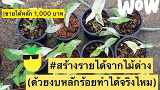 สร้างรายได้จากไม้ด่าง ด้วยงบหลักร้อยบาท ทำได้จริงไหม?