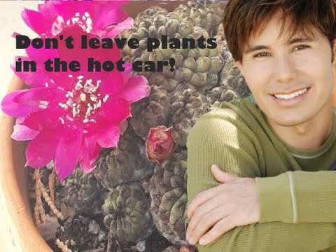 Can you leave plants in a hot car?