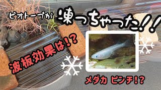 【メダカの屋外飼育】ヤバい❗ビオトープ凍った‼️