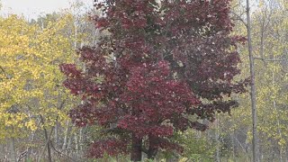 Bar Harbor area rakes in nearly $2 million each day during fall foliage season