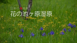 日本の美風景　花の池ヶ原湿原・４K