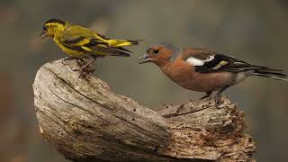 The siskin and the Chaffinch