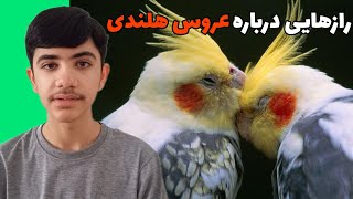 نحوه ی خرید عروس هلندی