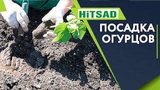 Посадка Огурцов в открытый грунт 🥒 Супер Способ посадки для Лучшего Урожая 🥒 рассада огурцов