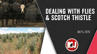 Dealing with Flies and Scotch Thistle | July 5, 2019