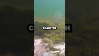 Crawfish EAT Bass Timelapse! #crawfish #fishingbait #largemouthbassfishing #decay #timelapsevideo