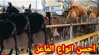 أجود وافضل سلالات الماعز الحلوب في اسبانيا 🐐🥛(المرسيانو الغرناطي_الملغينيو_فلوريدا)