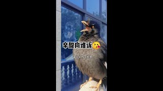 #快手宠物天团 #年轻人养宠图鉴 #会唱歌的小八哥 多少人为了生活四处奔波...