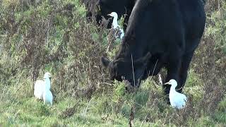 Cattle Egrets at Cley Next The Sea