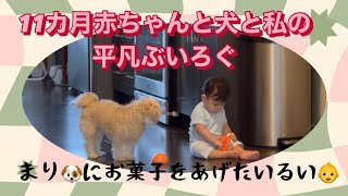 【冬のカナダ11か月赤ちゃんの過ごし方】👶🐶マイナス20度⛄️食料品🍙寒い日はフォーを食べよう❤️日韓夫婦🇯🇵🇰🇷ゆるいブイログ