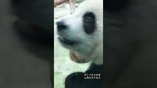 20221108 圓寶趴窗哈氣 #yuanbao #panda #shorts