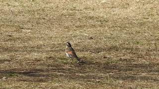 二子玉川野鳥観察図鑑 鶫　ツグミ　二子玉川公園 2021年2月10日