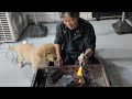 Daddy who teaches everything. A puppy that experiences everything. 【Golden Retriever japan】