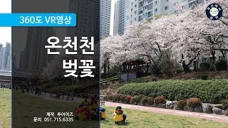 [360vr] Busan Cherry blossom (feat.Oncheoncheon Stream)