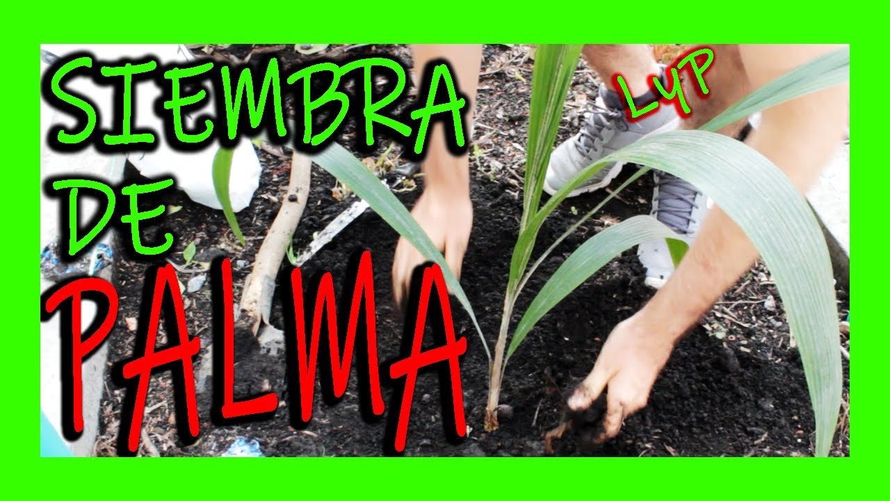 SIEMBRA DE PALMERA 🌴💥🌱| COMO SEMBRAR PLANTAS💥🌱 Cultivo De Palmas 🌿 ...