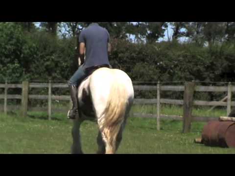 EQUINE HEADSHAKING CRANIOSACRAL SUCCESSFUL TREATMENT VIDEO EQUINE HEADSHAKING CRANIOSACRAL SUCCESSFUL TREATMENT VIDEO
