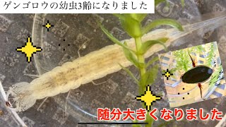 ゲンゴロウの幼虫が3齢に脱皮しました！