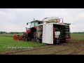 nkfmxt transplanting cauliflower with liquid fertilizer.