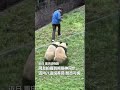 熊猫神同步的小步伐，太可爱了！ 熊猫 中国 🐼 可爱 shorts