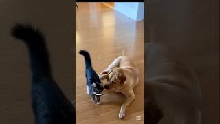 මොකෙක්ද තෝ කනවා තෝව🤣🤣😂 #viralvideo #funny #cat #shorts