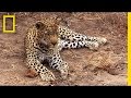 Can Fake Furs Help Protect Leopards? | National Geographic