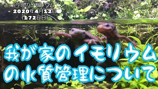 イモリウムの水質管理について、イモリウムとイモリの飼育方法2020年4月12日（172日目）