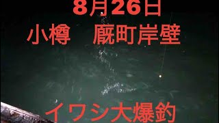 8月26日、小樽　厩町岸壁「イワシ釣り」大爆釣