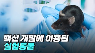 [핫클립] 여러 동물을 이용한 백신 개발 / YTN 사이언스