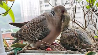 金背鳩7 20230330 白天，鳥齡9天，母鳥今日下午約三點進巢餵食後，隨即離巢，直到六點多，母鳥才進巢。