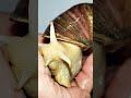 I wash the snail. #achatina #snail #animals