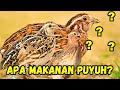 Apa Makanan Burung Puyuh?