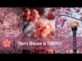 BEST places to see Cherry Blossoms in Toronto