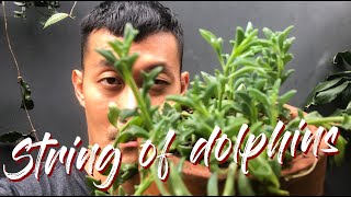 String of Dolphins care and propagation