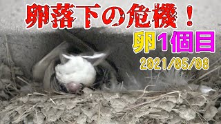 🥚卵1個目！産卵時に卵が危うく落下の危機！2021/05/08