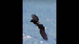 Eagles Lock Talons In Mid-Air Romance!